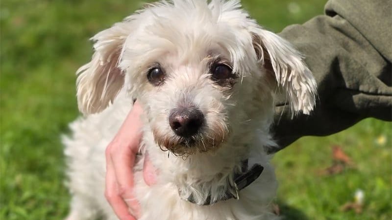 Das Tierheim Hannover sucht einen gemütlichen Platz für den schon 15-jährigen Lucky.