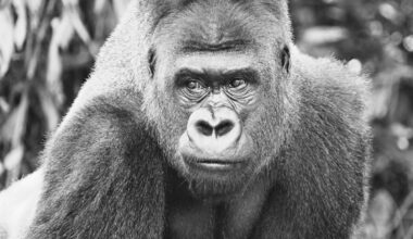 Zoo Leipzig: Große Trauer im Pongoland! "Verlust schmerzt uns sehr"