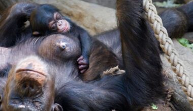 Zoo Leipzig: Aufregung im Gehege! Die Besucher müssen genau hinschauen