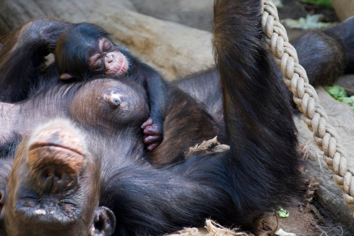Zoo Leipzig: Aufregung im Gehege! Die Besucher müssen genau hinschauen