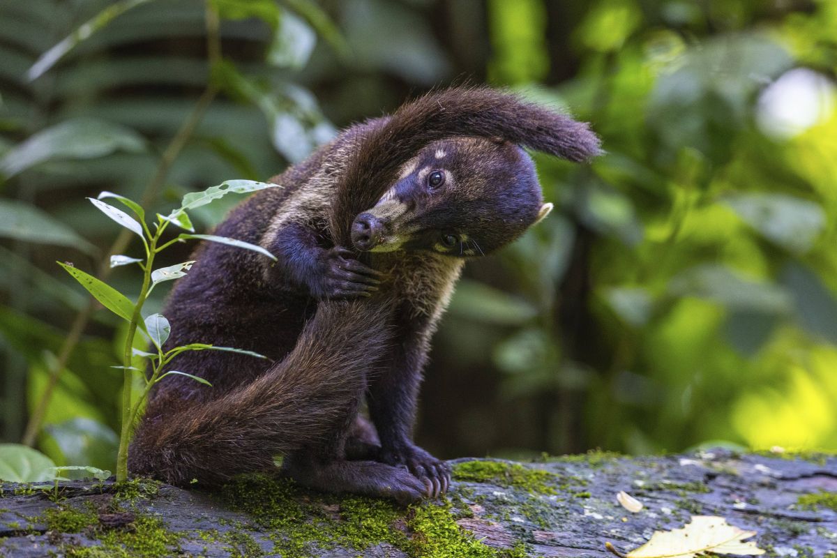 Zoo Leipzig: Pfleger greifen durch! Unruhe-Stifter muss ausziehen