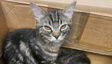 Die beiden Kater in dem Pappkarton. Ihr Fell macht einen ungepflegten Eindruck.