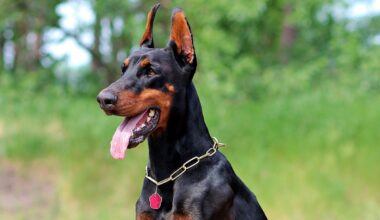 Ohren-Kupieren bei Hunden nimmt zu