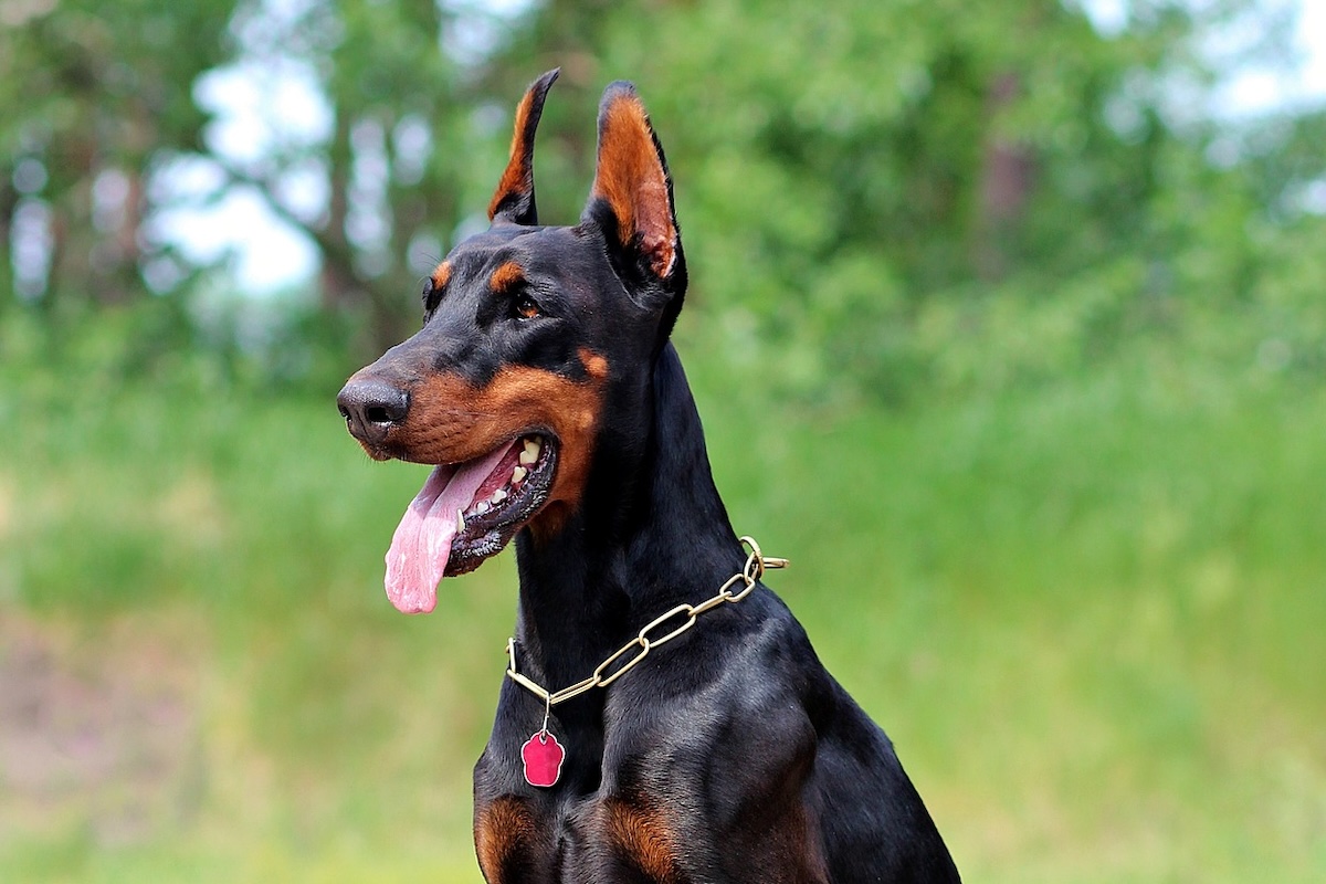 Ohren-Kupieren bei Hunden nimmt zu