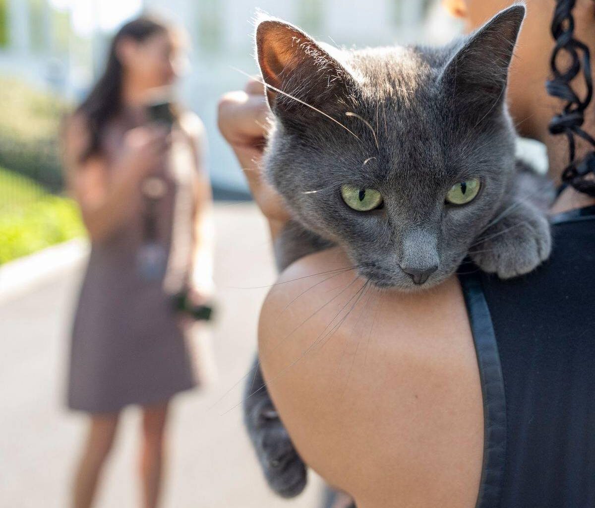 Katze auf Abwegen sorgt für Aufsehen im Weißen Haus