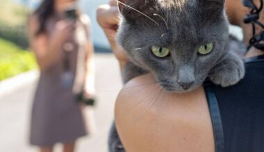 Katze auf Abwegen sorgt für Aufsehen im Weißen Haus