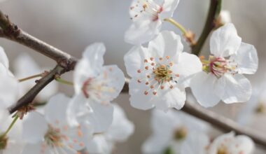 Obstblüte hat in Sachsen begonnen