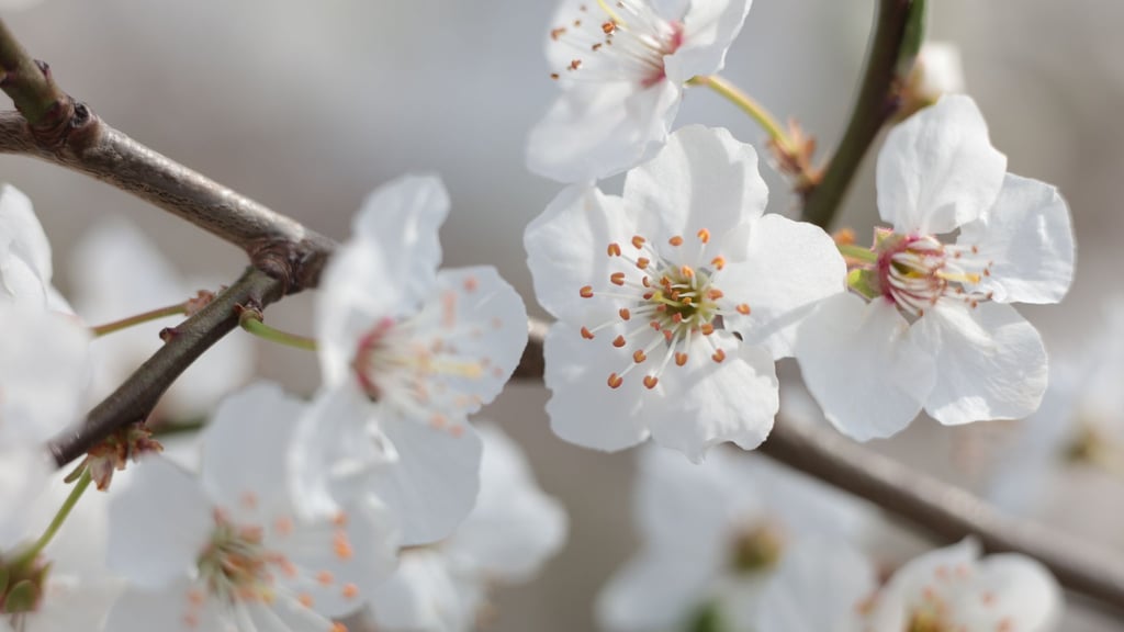 Obstblüte hat in Sachsen begonnen