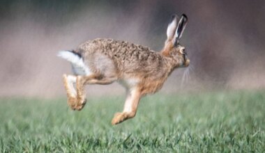 Feldhase in und um München: Unschöne Bestandslage zur Osterzeit - Landkreis München