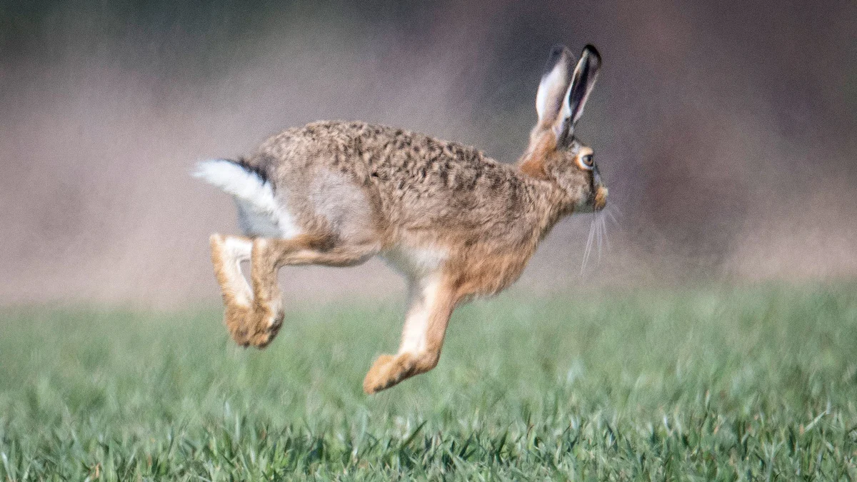 Feldhase in und um München: Unschöne Bestandslage zur Osterzeit - Landkreis München