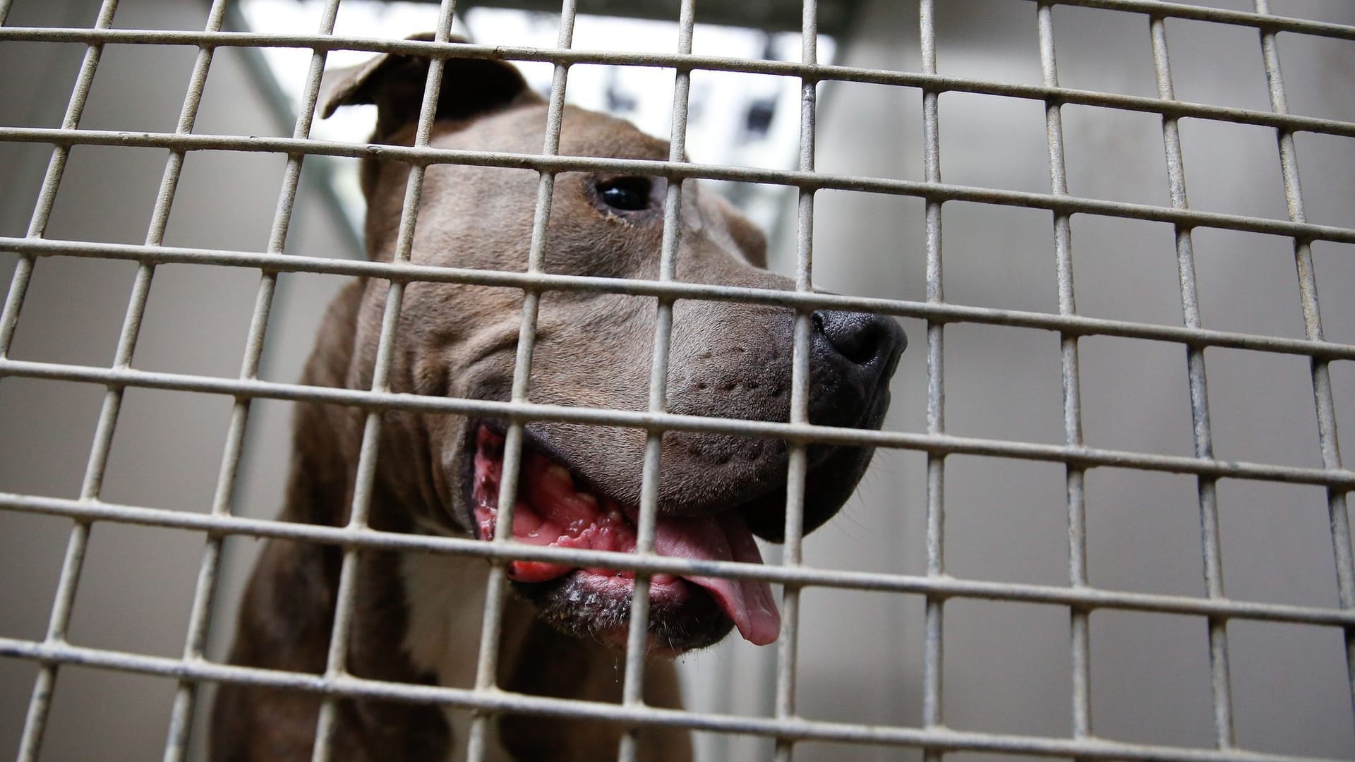 Ein Staffordshire Bullterrier in einem Tierheim-Zwinger (Archivbild): Die Behörden entscheiden nun über das weitere Schicksal des Hundes.