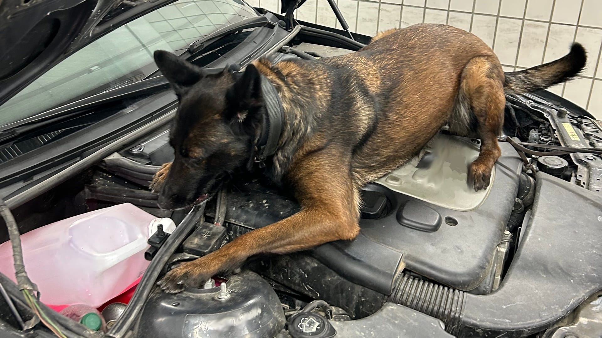 Ein Rauschgifthund des Zolls zeigt einen Drogenfund an (Symbolbild): Auch auf der A8 war ein Polizeihund auf der richtigen Spur.