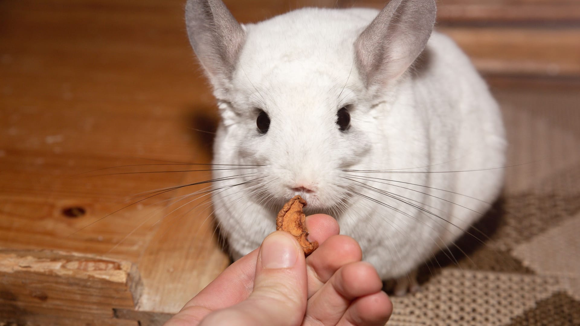 Eine Chinchilla wird gefüttert (Symbolbild): Zwei solcher Tiere wurden in Braunschweig sich selbst überlassen.