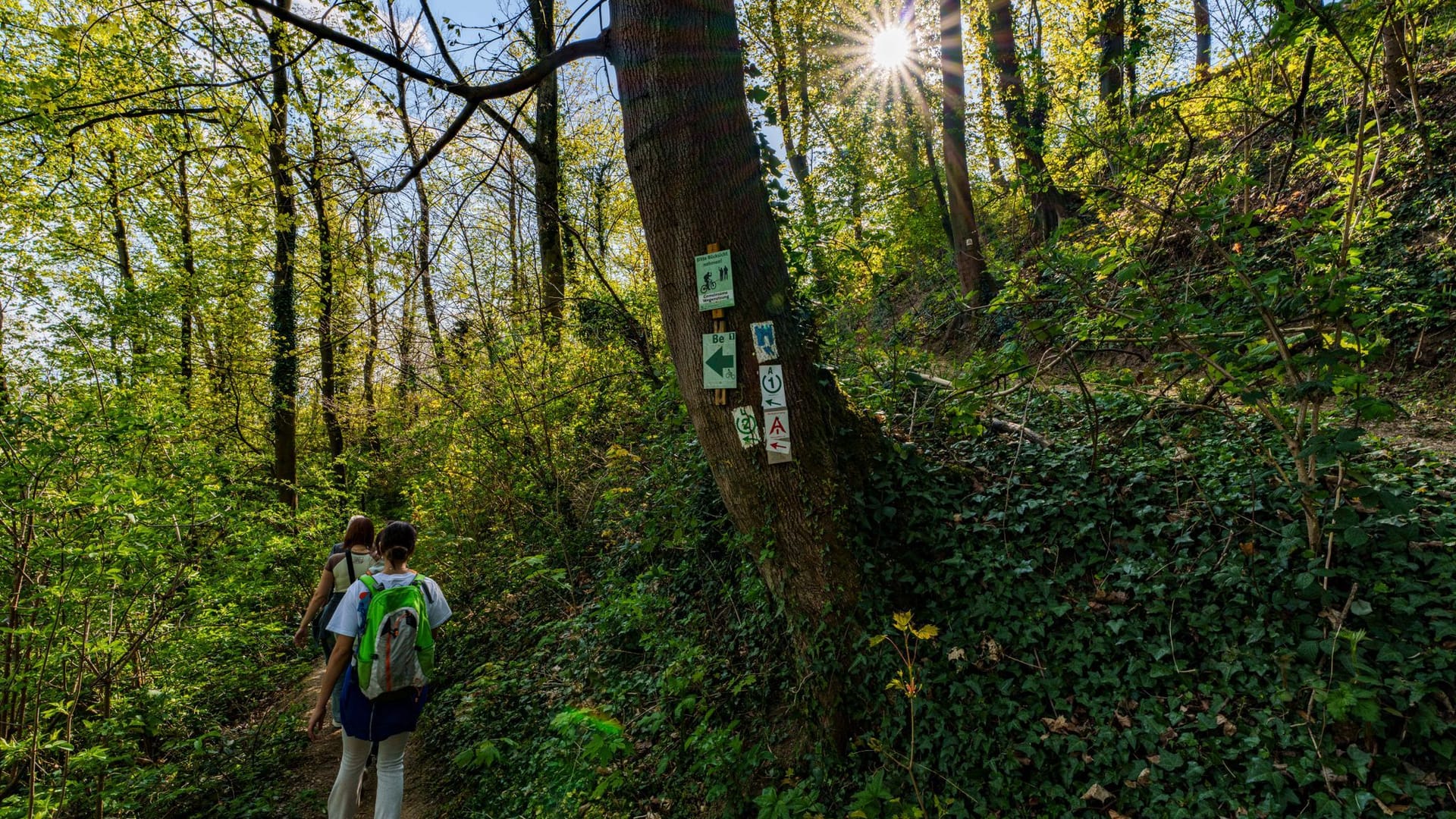 Eine Gruppe wandert im Wald unterhalb von Schloss Auerbach