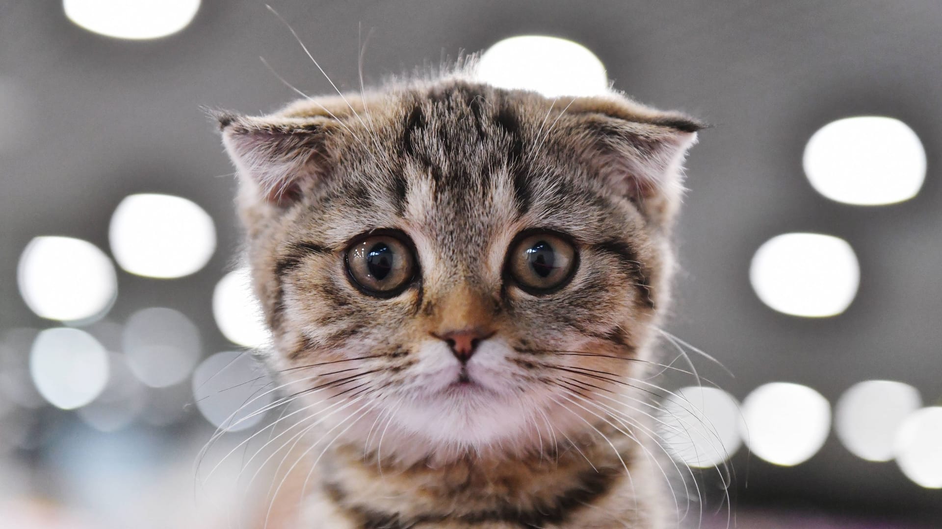 Eine Katze der Rasse Scottish Fold (Symbolbild): Die Tiere leiden ein Leben lang.