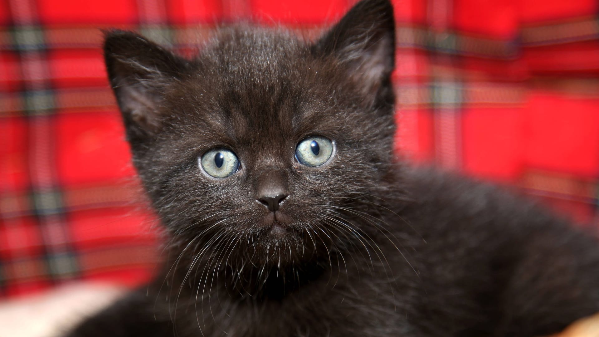 Eine kleine schwarze Katze (Symbolbild): Die Mitarbeiter der Wasserwelt machten einen überraschenden Fund.