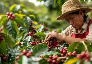 Der Klimawandel hat die Kaffeeproduktion reduziert und die Preise auf den höchsten Stand seit 15 Jahren gebracht