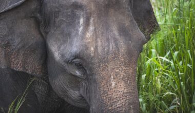 Elefantenpfleger aus Tierpark München packt aus: Statistik ist erschreckend