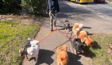 Essen: Ärztin hat 12 Hunde – ihr Alltag ist kaum zu glauben