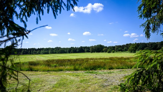 Blick auf eine abgemähte Wiese nahe des Fundortes einer Kinderleiche im Landkreis Stade. © dpa bildfunk Foto: Sina Schuldt