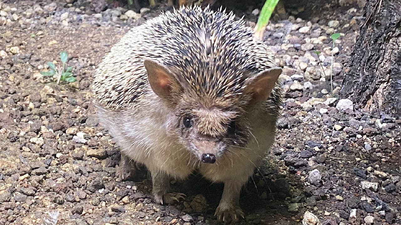 Zoo Leipzig: Zu viele Mehlwürmer gefressen – Pummel-Igel Igor auf Diät gesetzt | Regional