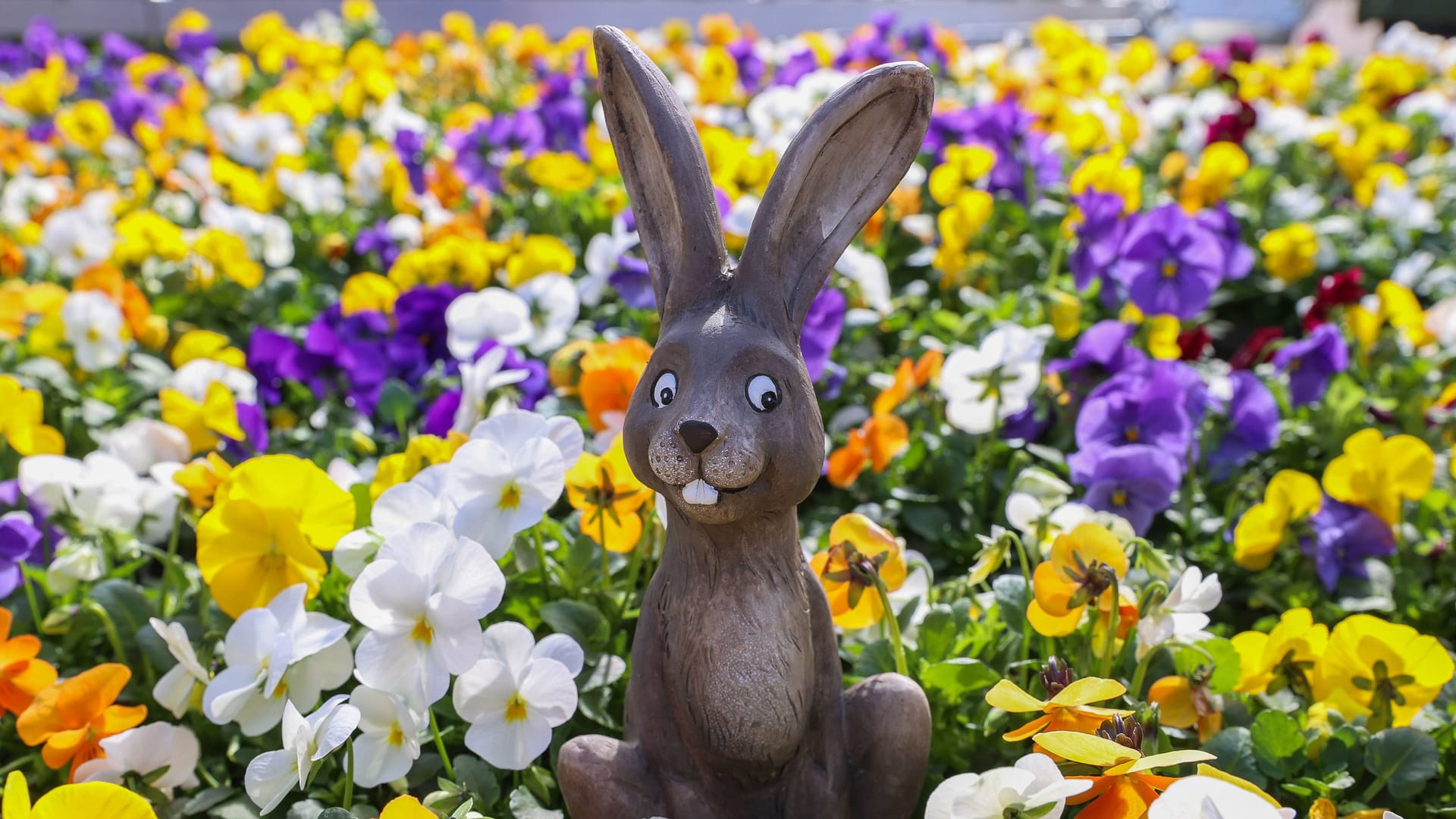 Frühling in Hannover (Symbolbild): Ein Osterhase sitzt in einem Blumenbeet.