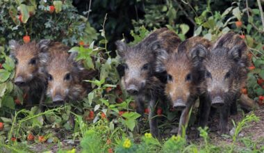 Wildschweine verwüsten Gärten in Heiligensee – nicht füttern