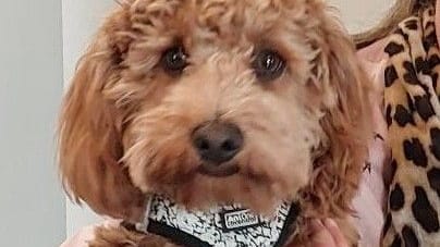Fundhund Tofik: Er und seine Besitzerin sind glücklich wieder vereint.