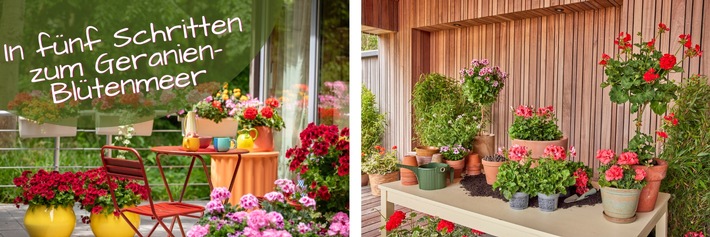 Geranien-Start: in fünf Schritten zum Blütenmeer - Wie man jetzt die Weichen für einen üppigen Sommer stellt