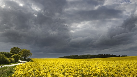 Blühendes Rapsfeld vor dunklen Gewitterwolken © picture alliance / Zoonar | Stefan Ernst Foto: Stefan Ernst