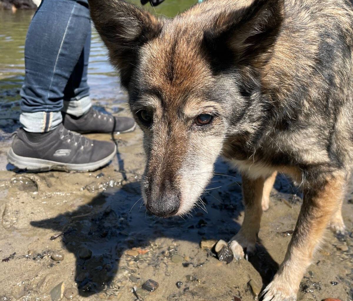 In Essen gibt es Erste-Hilfe-Kurse für den Hund