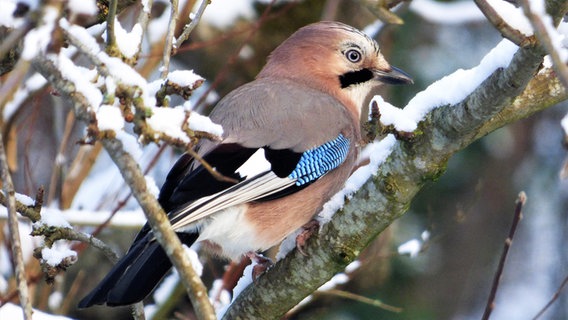 Ein Vogel sitzt auf einem verschneiten Ast. © NDR Foto: Annette Wiese-Krukowska