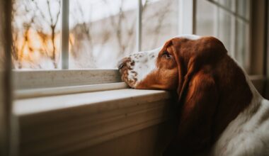 Hund stirbt in Tierheim Essen – sein Schicksal geht allen unter die Haut