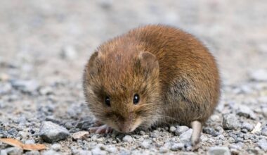 Hantavirus in Schleswig-Holstein: Risiken und Schutzmaßnahmen