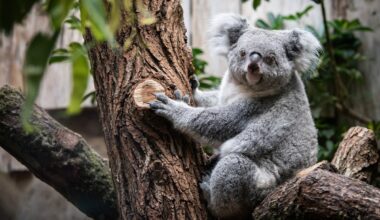Zoo Duisburg zeigt Aufnahme aus Koala-Gehege – Besuchern fällt es auf