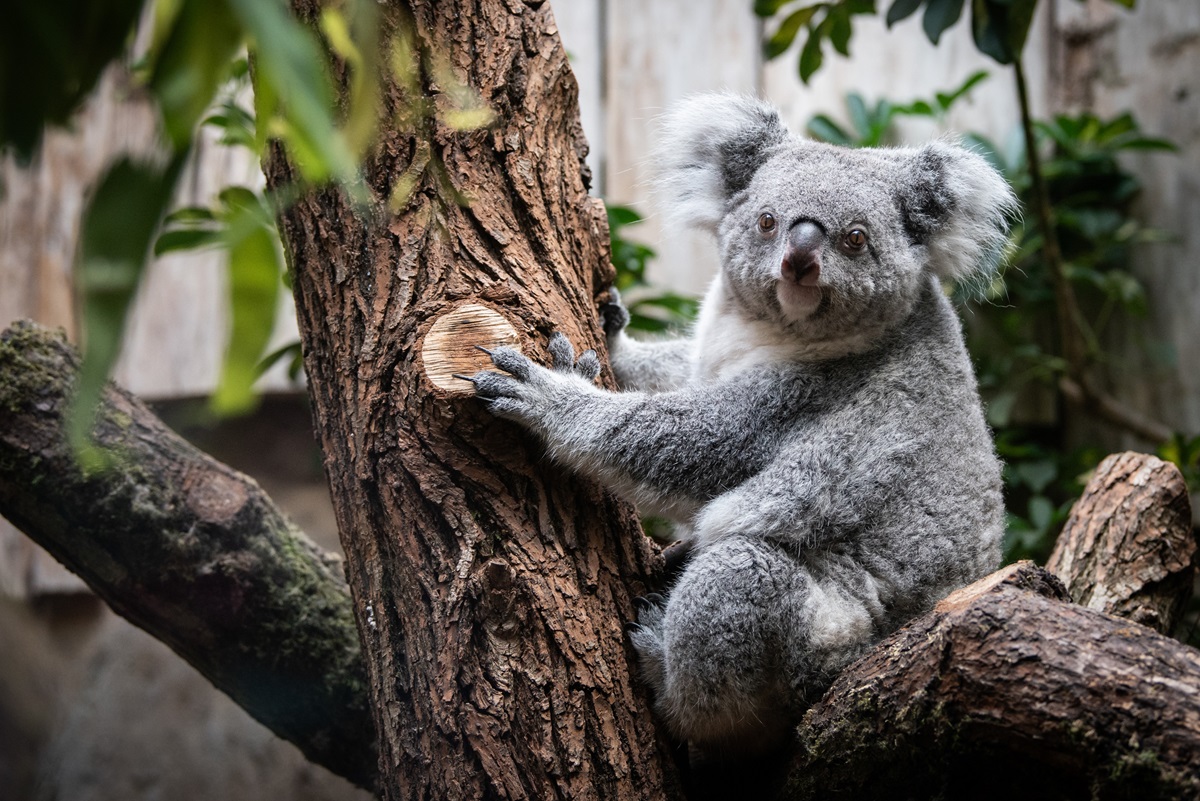 Zoo Duisburg zeigt Aufnahme aus Koala-Gehege – Besuchern fällt es auf
