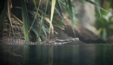 Zoo Leipzig: Spektakuläre Szenen! Bald können es auch Besucher sehen