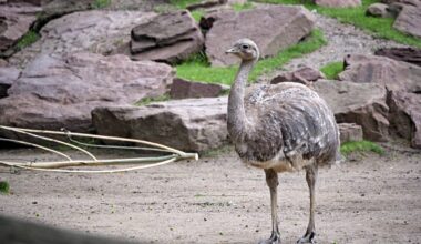 Zoo Leipzig: Die Nachwuchs-Freude war groß - jetzt gibt es traurige Gewissheit