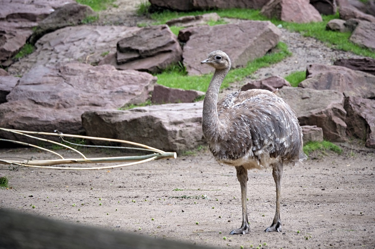 Zoo Leipzig: Die Nachwuchs-Freude war groß - jetzt gibt es traurige Gewissheit