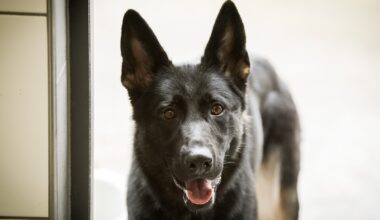 Essener Hunde-Halter wegen dieser Regel wütend: „Extrem ärgerlich“