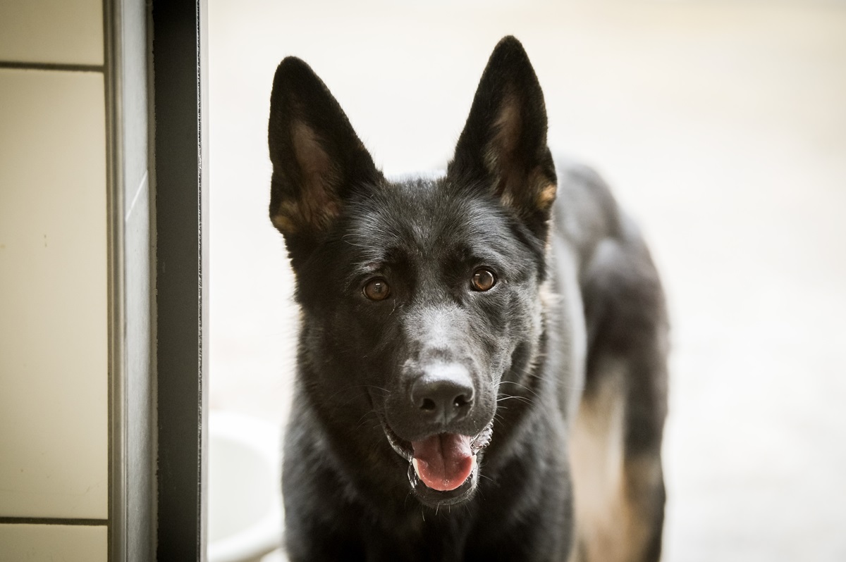 Essener Hunde-Halter wegen dieser Regel wütend: „Extrem ärgerlich“