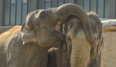 Zoo Berlin: Elefant sorgt für Aufregung! Dabei hat alles seine Ordnung