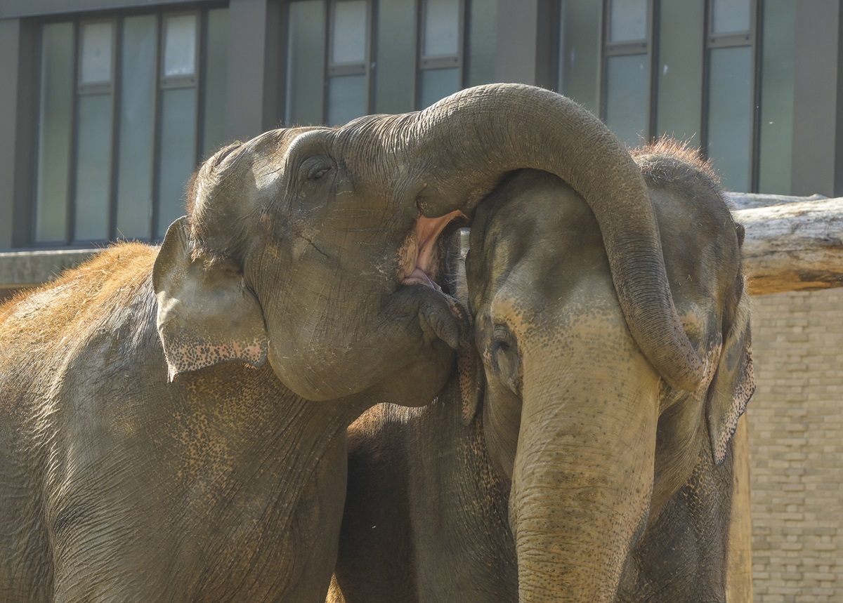 Zoo Berlin: Elefant sorgt für Aufregung! Dabei hat alles seine Ordnung