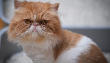 Tierheim Essen lässt Katze röntgen – die Bilder lassen alle verzweifeln