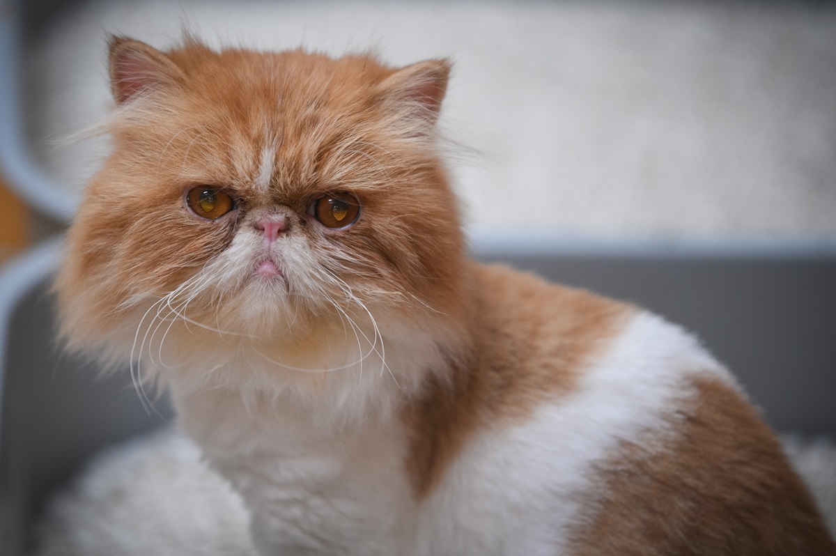 Tierheim Essen lässt Katze röntgen – die Bilder lassen alle verzweifeln
