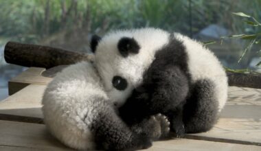 Zoo Berlin: Aufregung im Panda-Gehege! Besucher können es nicht fassen