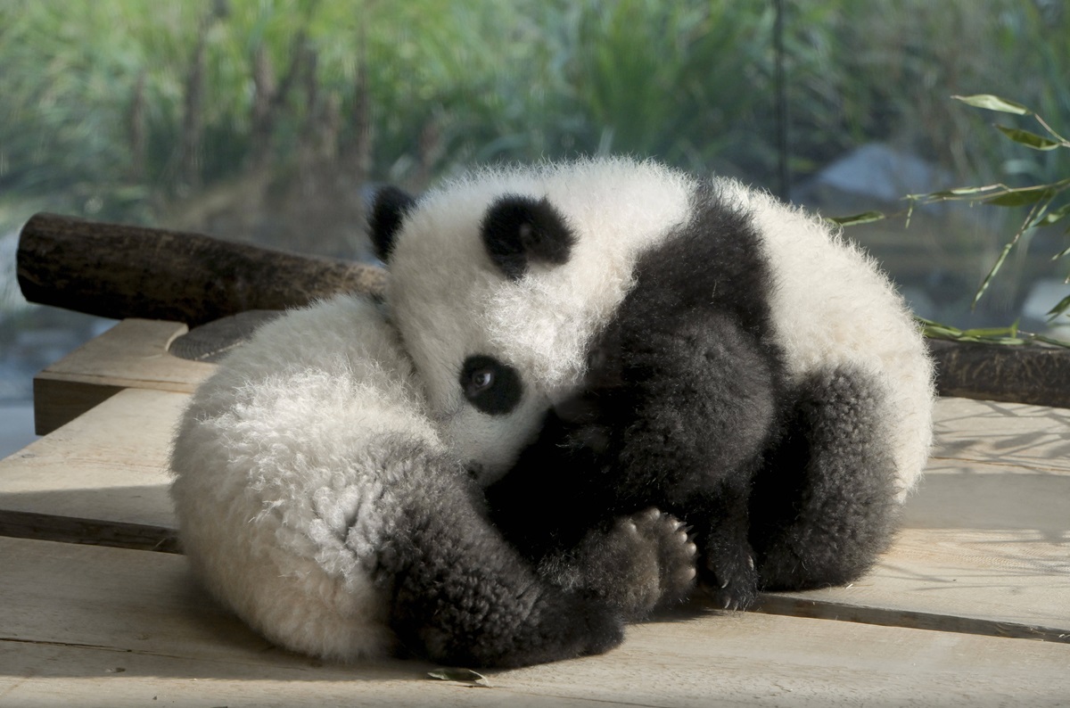 Zoo Berlin: Aufregung im Panda-Gehege! Besucher können es nicht fassen