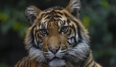 Tierpark Berlin mit speziellem Angebot - doch die Tickets sind streng limitiert