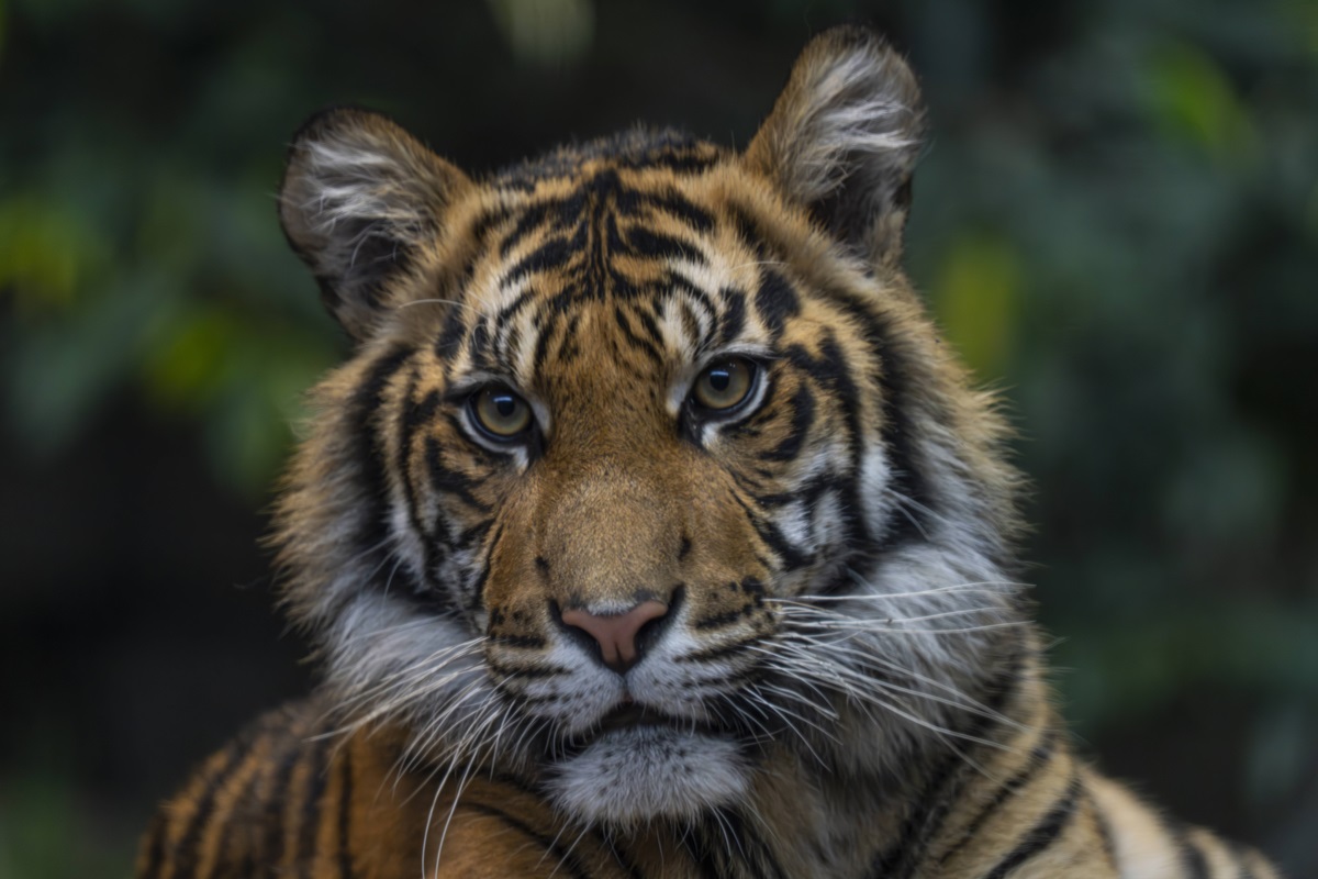 Tierpark Berlin mit speziellem Angebot - doch die Tickets sind streng limitiert