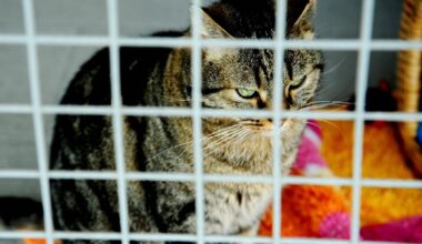 Tierheim in Duisburg: Anblick von verletzter Katze entsetzt alle!